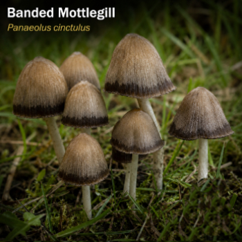 Banded Mottlegill